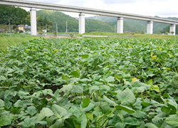 兵庫県丹波市にて農家