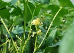 大納言の花が咲いている